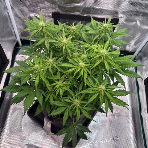 Gertrud growlog timeline photo