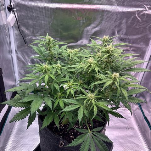 Gertrud growlog timeline photo