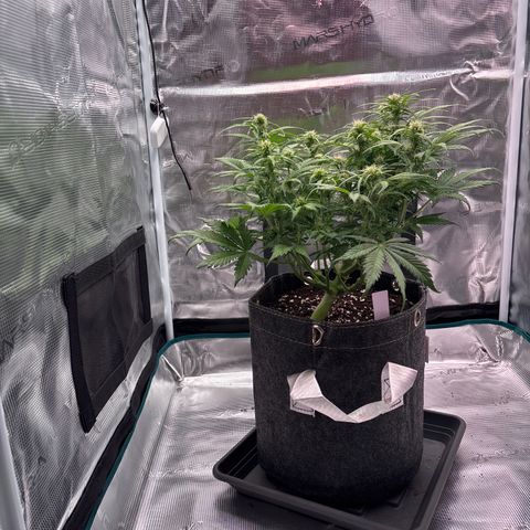 Gertrud growlog timeline photo