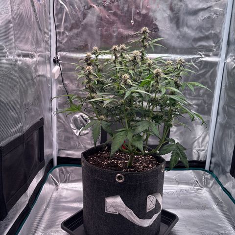 Hilde growlog timeline photo