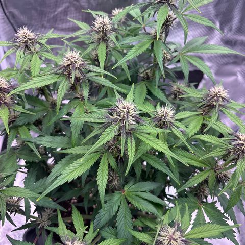 Hilde growlog timeline photo