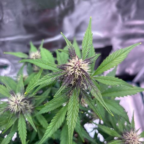 Hilde growlog timeline photo