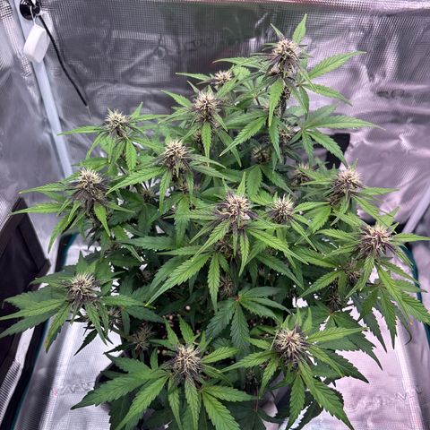 Hilde growlog timeline photo