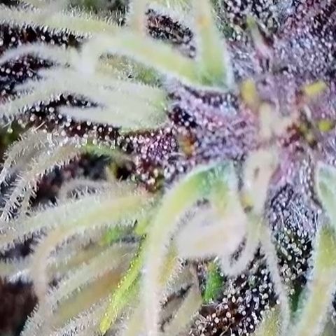 Hilde growlog timeline photo