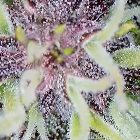 Hilde growlog timeline photo
