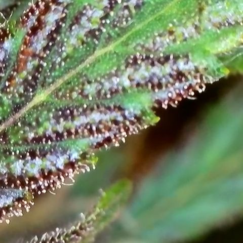 Hilde growlog timeline photo