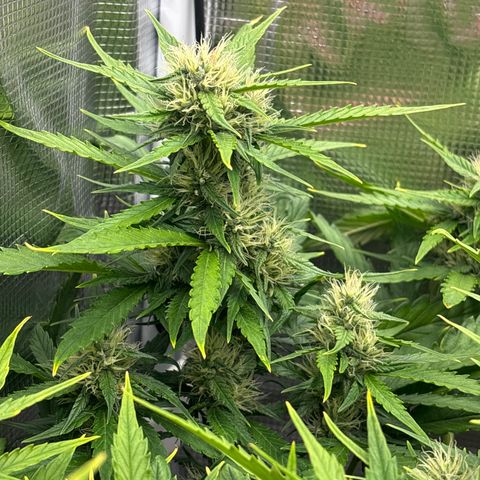 Mary Jane growlog timeline photo