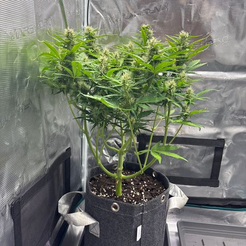 Mary Jane growlog timeline photo