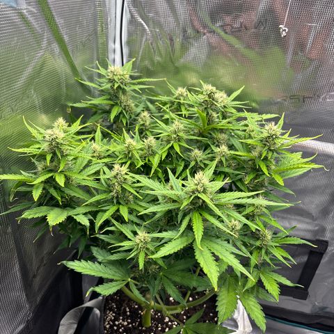 Mary Jane growlog timeline photo