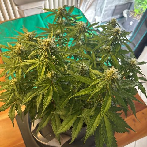 Lucy growlog timeline photo