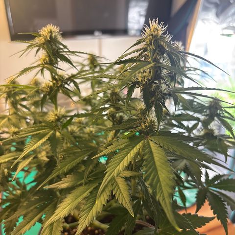 Lucy growlog timeline photo
