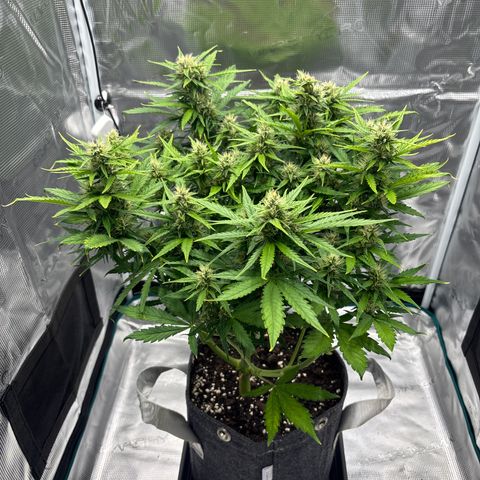 Mary Jane growlog timeline photo