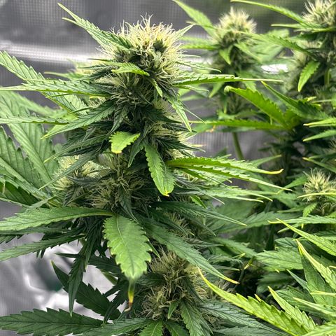 Mary Jane growlog timeline photo