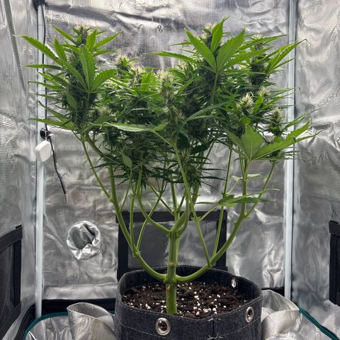 Mary Jane growlog timeline photo