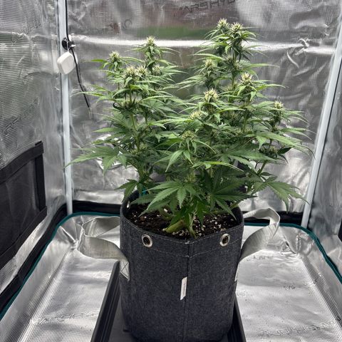 Lucy growlog timeline photo