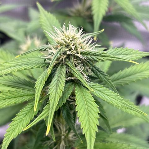Lucy growlog timeline photo