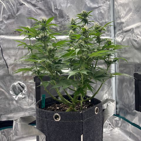 Lucy growlog timeline photo