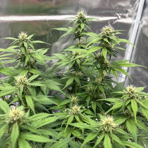 Lucy growlog timeline photo