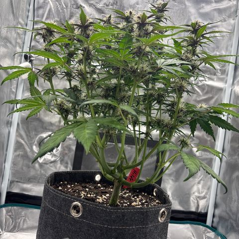 Hilde growlog timeline photo
