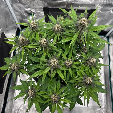 Hilde growlog timeline photo