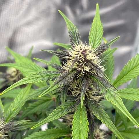 Hilde growlog timeline photo