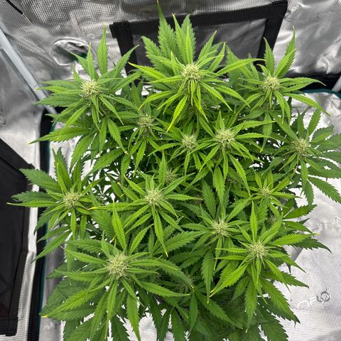 Gertrud growlog timeline photo