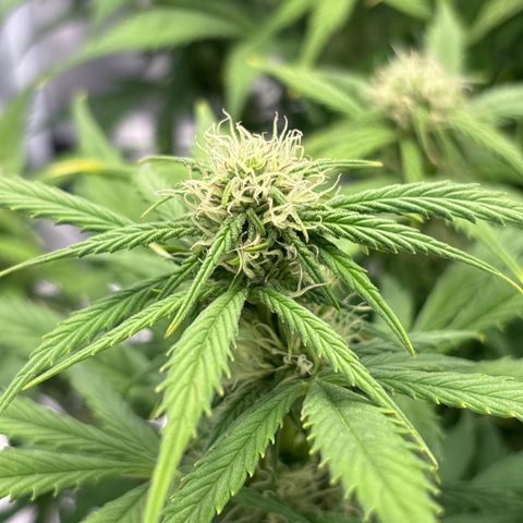 Gertrud growlog timeline photo