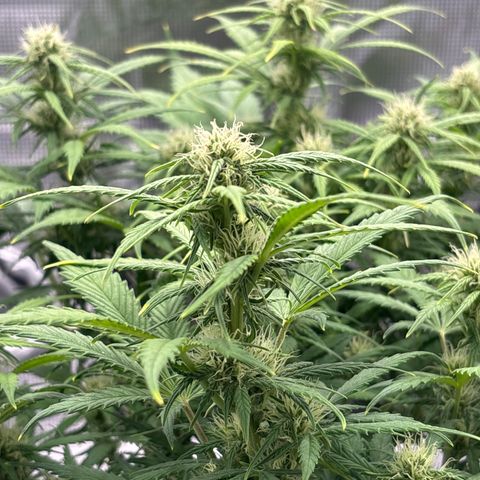 Gertrud growlog timeline photo