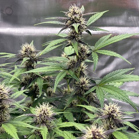 Hilde growlog timeline photo