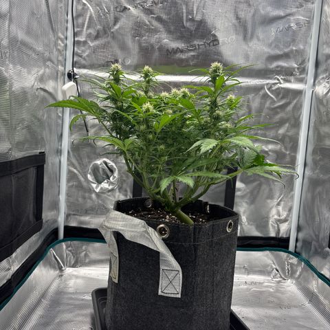 Gertrud growlog timeline photo