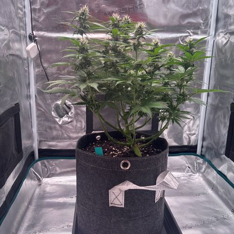 Lucy growlog timeline photo