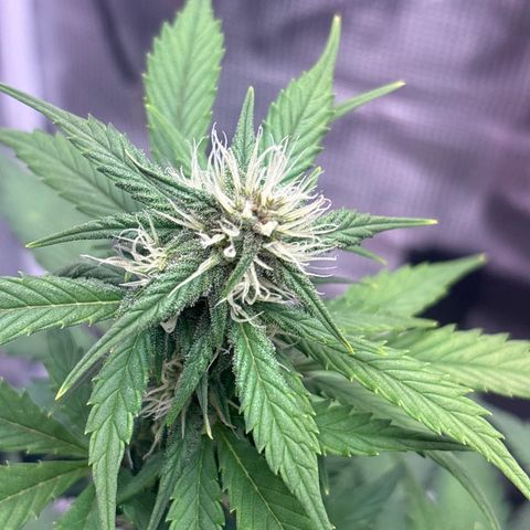 Lucy growlog timeline photo