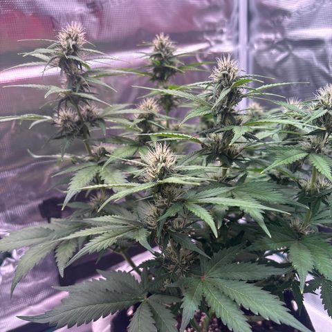 Lucy growlog timeline photo