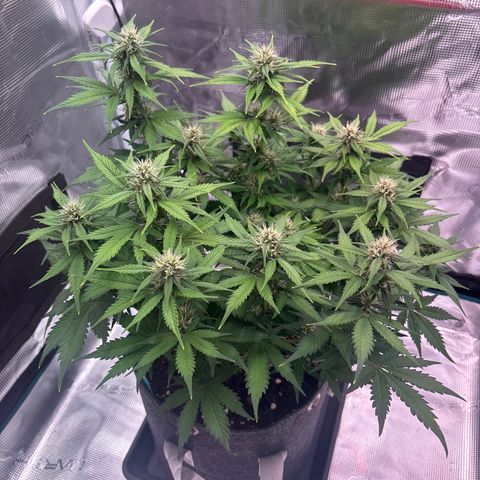 Lucy growlog timeline photo