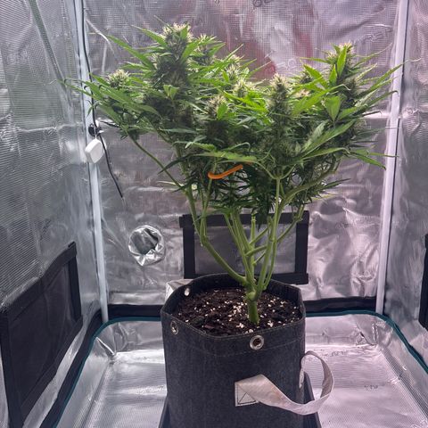 Mary Jane growlog timeline photo