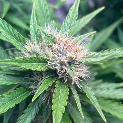 Mary Jane growlog timeline photo