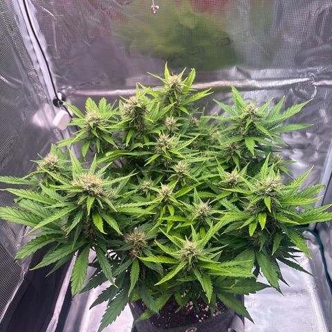 Mary Jane growlog timeline photo