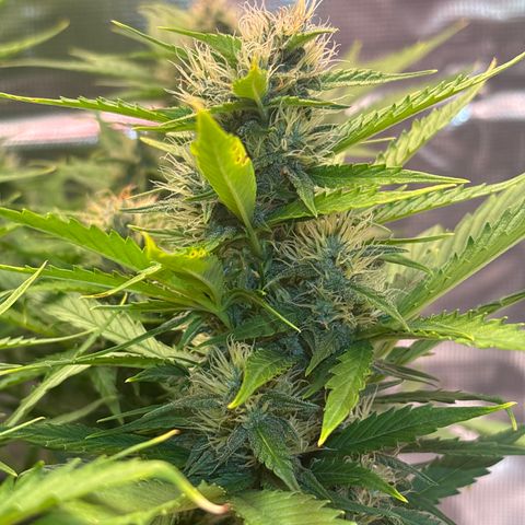 Mary Jane growlog timeline photo