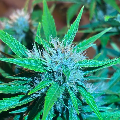 Mary Jane growlog timeline photo