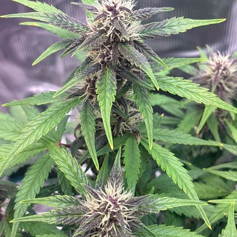 Hilde growlog timeline photo