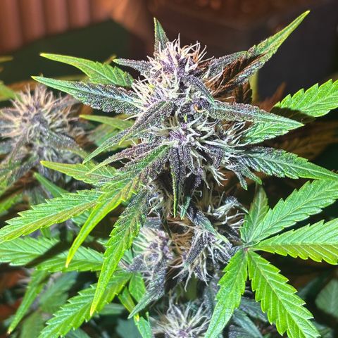 Hilde growlog timeline photo