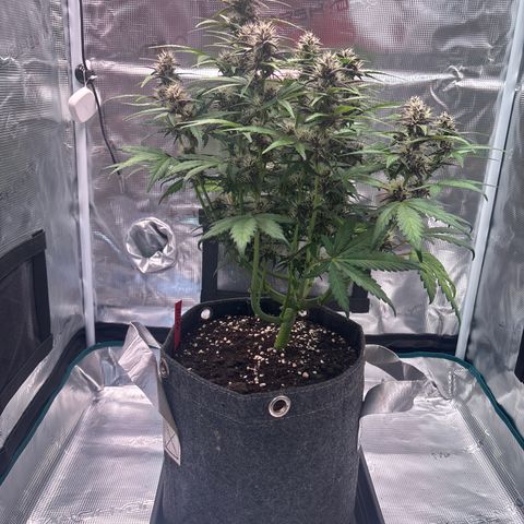 Hilde growlog timeline photo