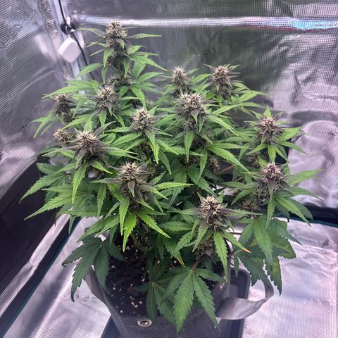 Hilde growlog timeline photo
