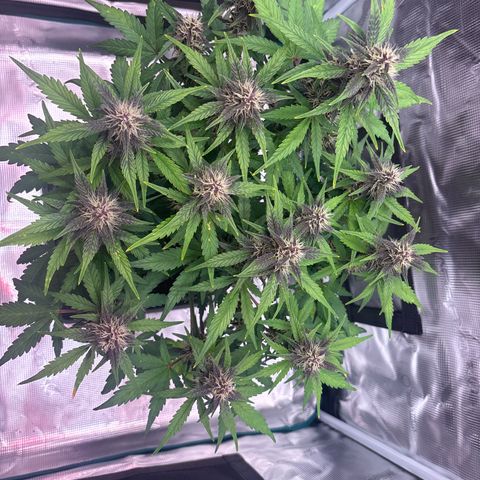 Hilde growlog timeline photo