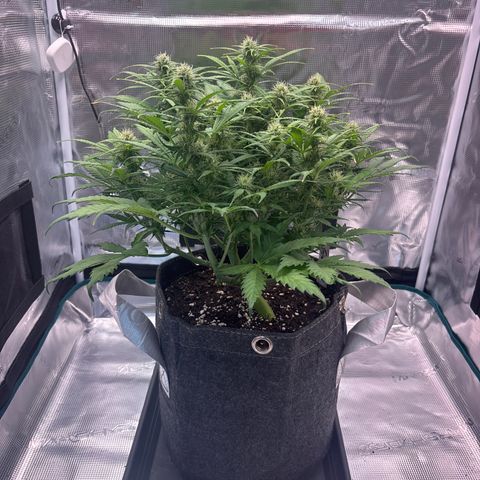 Gertrud growlog timeline photo