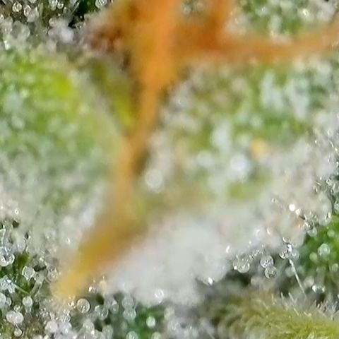 Mary Jane growlog timeline photo