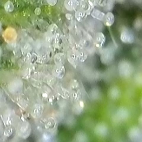 Mary Jane growlog timeline photo