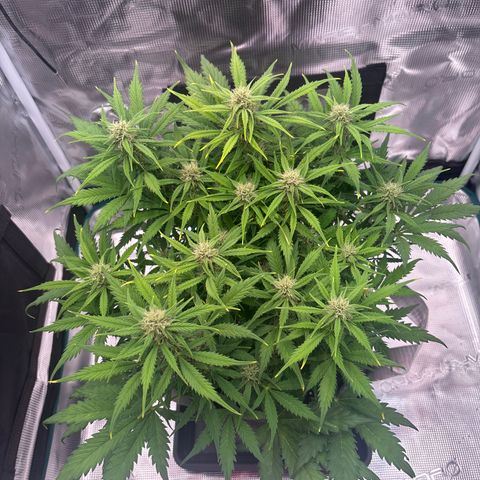 Gertrud growlog timeline photo