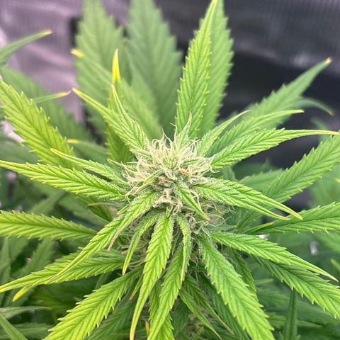 Gertrud growlog timeline photo