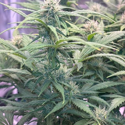 Gertrud growlog timeline photo